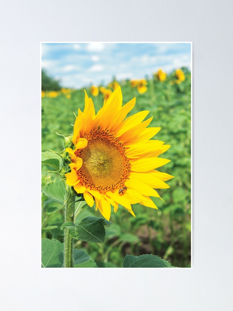 Thumbnail 2 of 3, Poster, Ripe sunflower in the field designed and sold by mike-pellinni.