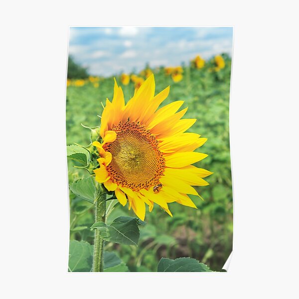 Ripe sunflower in the field Poster