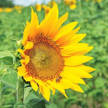 Artwork thumbnail, Ripe sunflower in the field by mike-pellinni