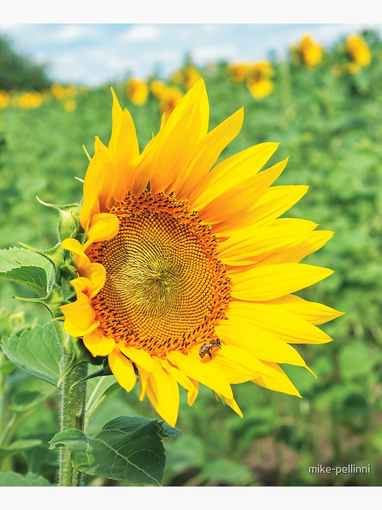 Thumbnail 5 of 5, Tote Bag, Ripe sunflower in the field designed and sold by mike-pellinni.