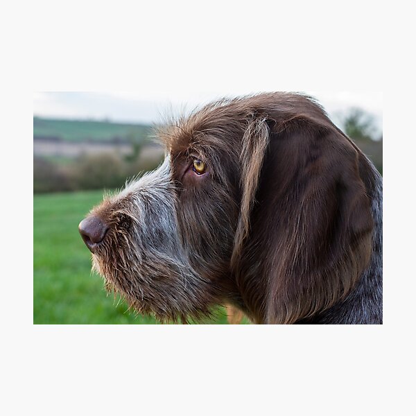 Spinone dreamer Photographic Print