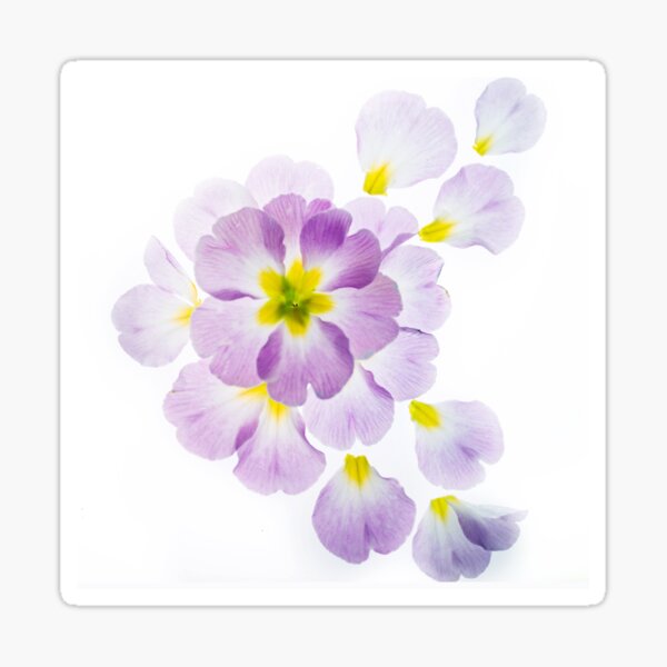 Primrose Deconstruction 2 Sticker