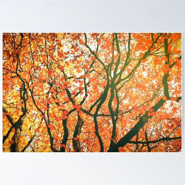 Autumn Leaves Poster