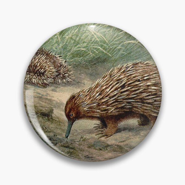 Artikelvorschau, Echidna vintage illustration  entworfen und verkauft von Vintage Designs +.