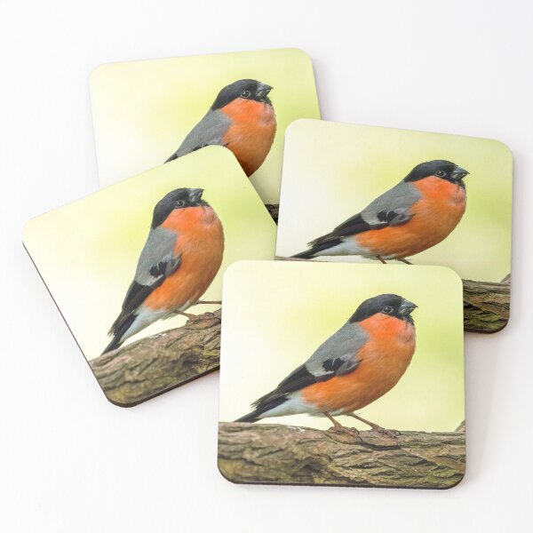 Item preview, MALE BULLFINCH IN THE UK designed and sold by Itsgrimupnorth.