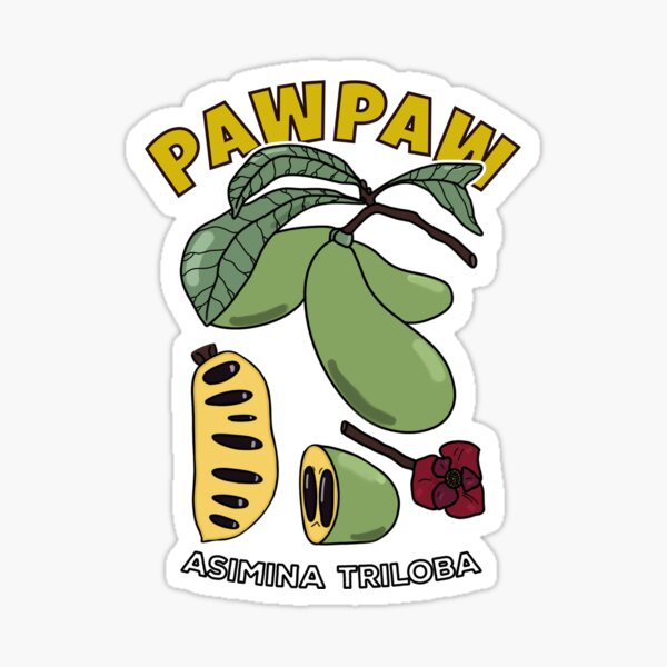 Item preview, Pawpaw Fruit Tree Asimina Triloba designed and sold by honesttiger.