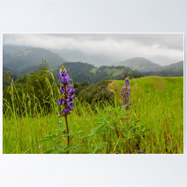Item preview, Lupin enamorado designed and sold by smilinginsonoma.