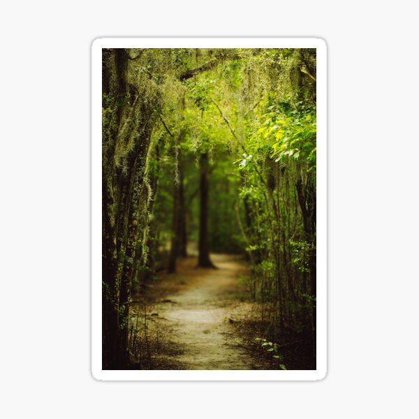 Item preview, Louisiana Forest, Spanish Moss designed and sold by Victoria Avvacumova.