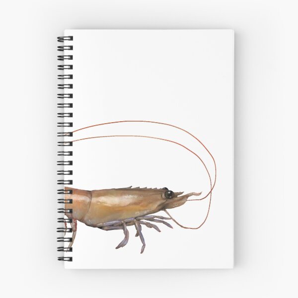 Item preview, Eastern King Prawn (Melicertus plebes) designed and sold by RawPrawnArt.