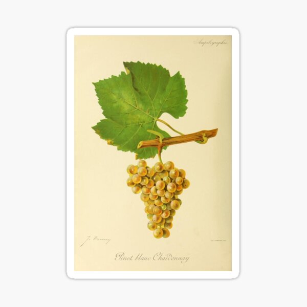 Artikel-Vorschau von Weinlese-Chardonnay-Trauben-Druck, designt und verkauft von Captain806.