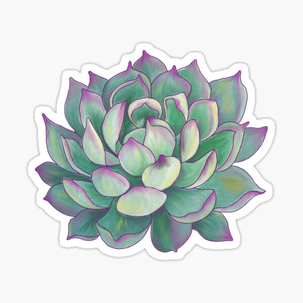 Plante succulente Sticker
