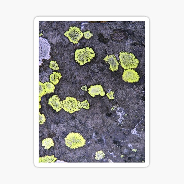 Item preview, lichen designed and sold by KathleenDawson.