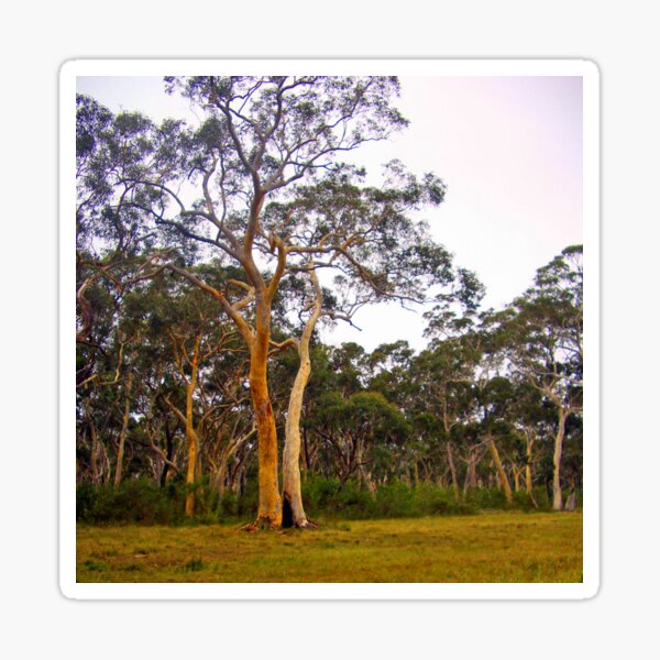 Gum Trees, Eucalyptus Trees Sticker