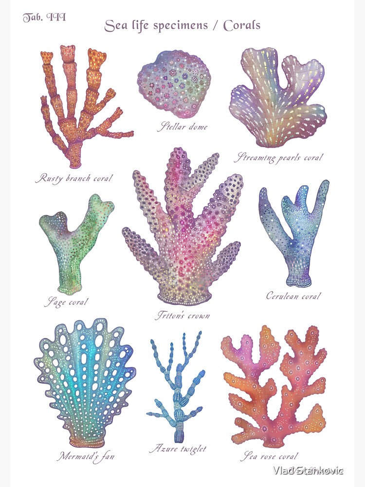 Sea life specimens - Corals Sticker for Sale by Vlad Stankovic