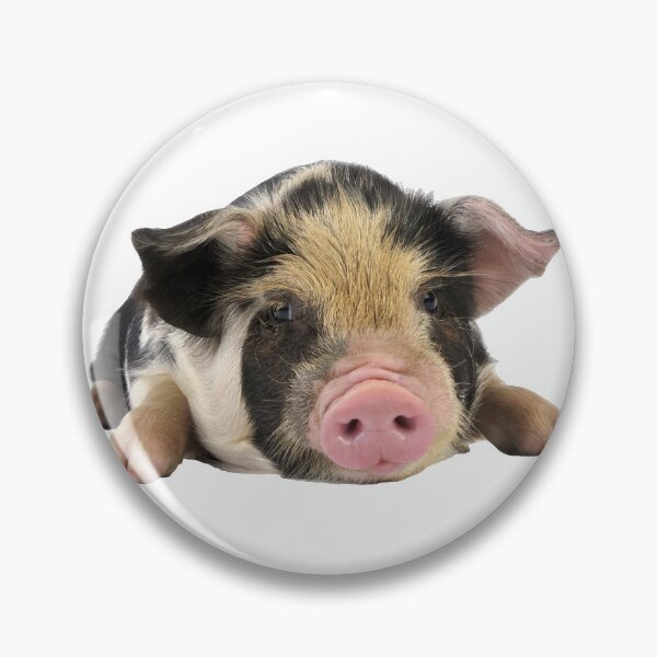 Item preview, Young Cute Piggy Piglet, Kune Kune Breed designed and sold by ScienceSource.