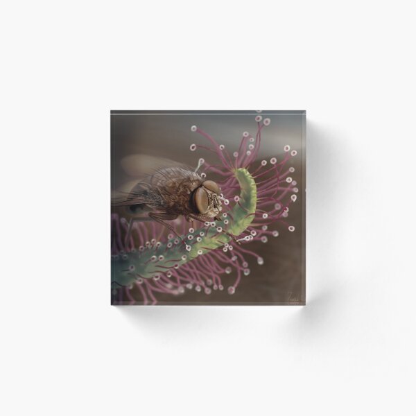 Sundew and Bottle Fly Acrylic Block