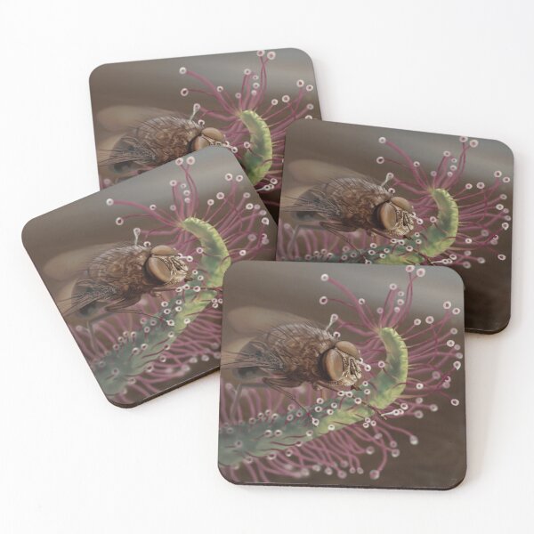 Item preview, Sundew and Bottle Fly  designed and sold by frankiegrin.