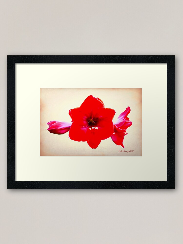 Scarlet Flower Red Velvet Amaryllis Gift Pack Scarlet Flower Red Velvet Amaryllis Gift Pack