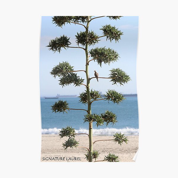 A Dove on a Tree Poster