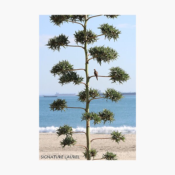 A Dove on a Tree Photographic Print