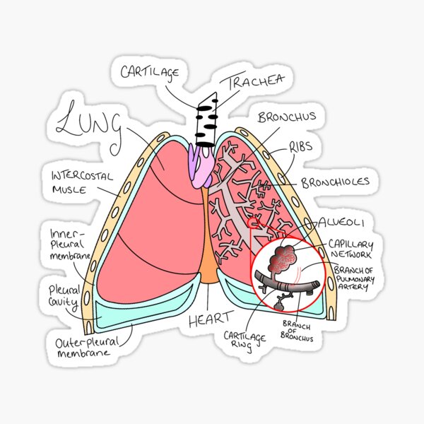 Item preview, Lung diagram designed and sold by -mint-.