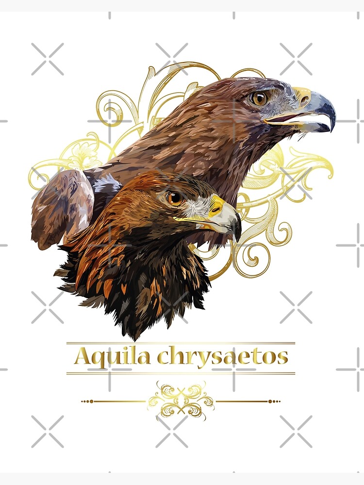 Lámina rígida «Águila real» de obscurite | Redbubble