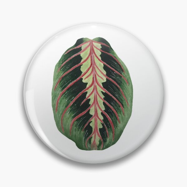 Item preview, Red Maranta aka Prayer Plant designed and sold by plantwithhan.