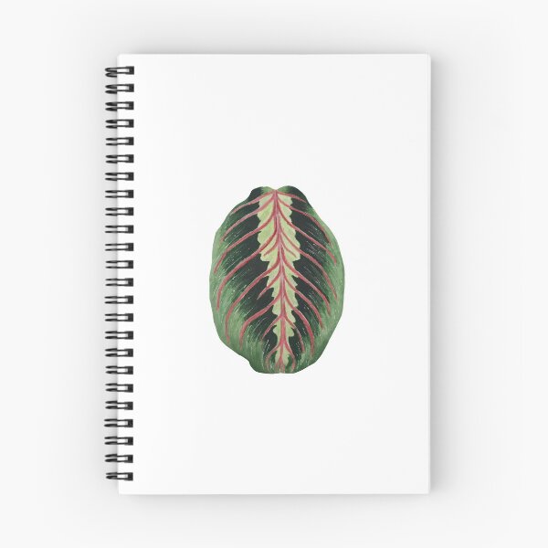 Item preview, Red Maranta aka Prayer Plant designed and sold by plantwithhan.