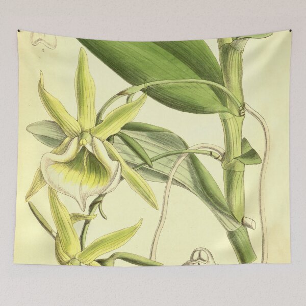 Item preview, Angraecum eichlerianum Curtis' 128 (Ser. 3 no. 58) pl. 7813 (1902) designed and sold by EsotericBotanic.