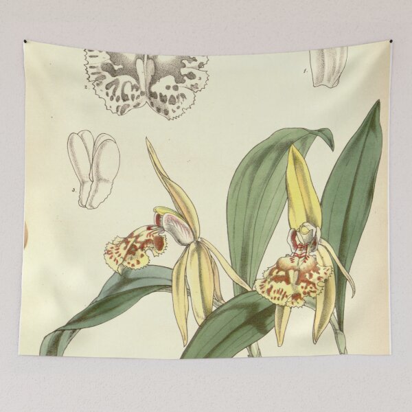 Item preview, Coelogyne schilleriana Curtis' 84 (Ser. 3 no. 14) pl. 5072 (1858) designed and sold by EsotericBotanic.