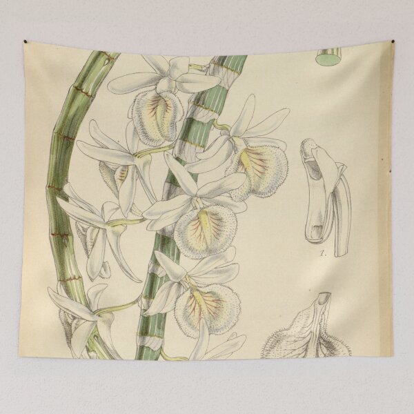 Item preview, Dendrobium polyanthum (as Dendrobium cretaceum) Curtis' 78 (Ser. 3 no. 8) pl. 4686 (1852) designed and sold by EsotericBotanic.