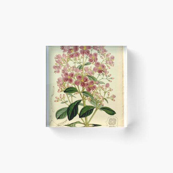 Item preview, Heterocentron mexicanum 86 5166 designed and sold by EsotericBotanic.