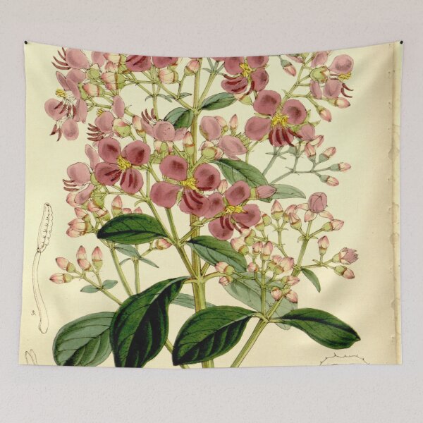 Item preview, Heterocentron mexicanum 86 5166 designed and sold by EsotericBotanic.