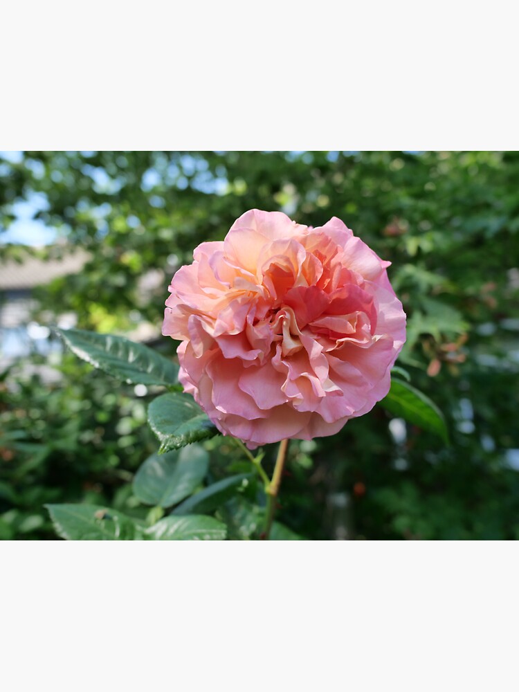Fragrant Rachel Hybrid Tea Rose by santoshputhran