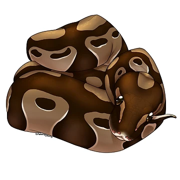 Artwork thumbnail, Normal Ball Python by LizardBeans
