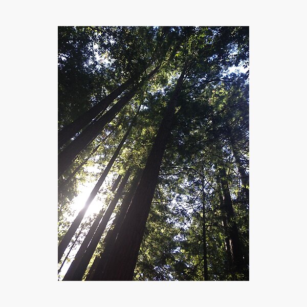 Item preview, Redwood Forest designed and sold by Sara Hargis.