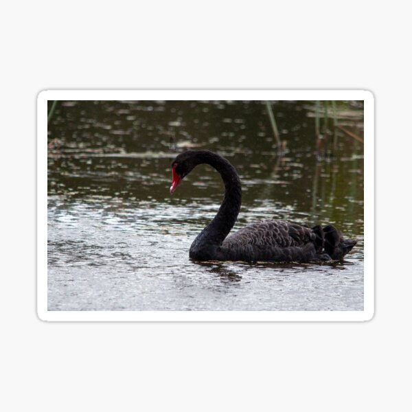 Black Swan in the rain Sticker