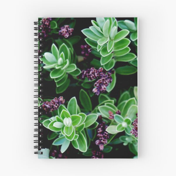 Item preview, Succulents designed and sold by BloomCo.