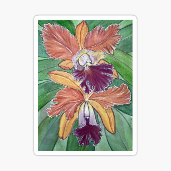 Cattleya Orchids Gifts Merchandise Redbubble