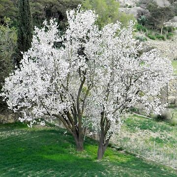 Artwork thumbnail, Spring Flower Digital Photo by ahfareed
