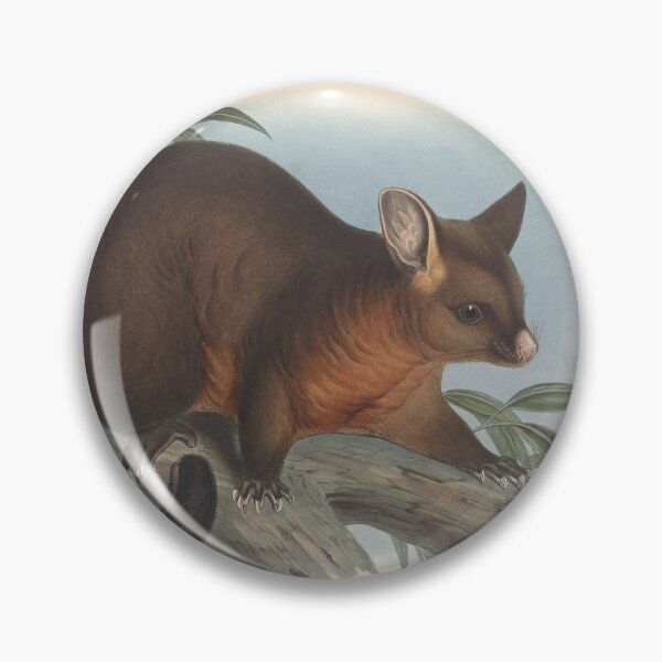 Item preview, Possum  illustration Australian animals series designed and sold by Vintage Designs +.