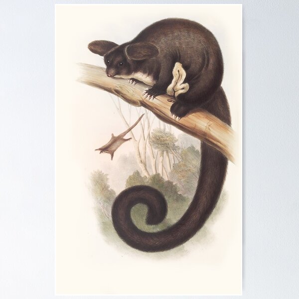 Item preview, Long eared flying squirrel  illustration Australian animals series designed and sold by Vintage Designs +.