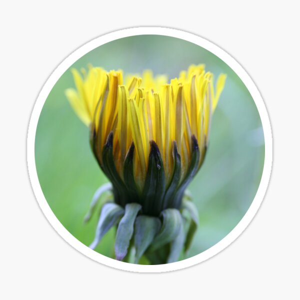 Item preview, Dandelion designed and sold by Gwenn Seemel.