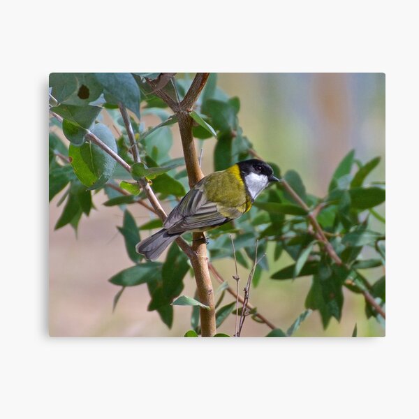 WHISTLER ~ Golden Whistler BMDJJPXL by David Irwin ~ WO Canvas Print