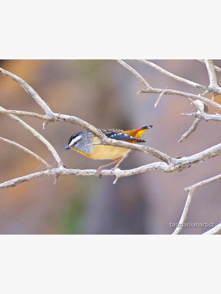 Thumbnail 2 of 2, Postcard, PARDALOTE ~ Spotted Pardalote cEour29s by David Irwin ~ WO designed and sold by tasmanianartist.