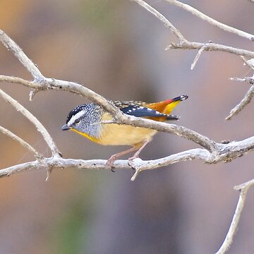 Artwork thumbnail, PARDALOTE ~ Spotted Pardalote cEour29s by David Irwin ~ WO by tasmanianartist
