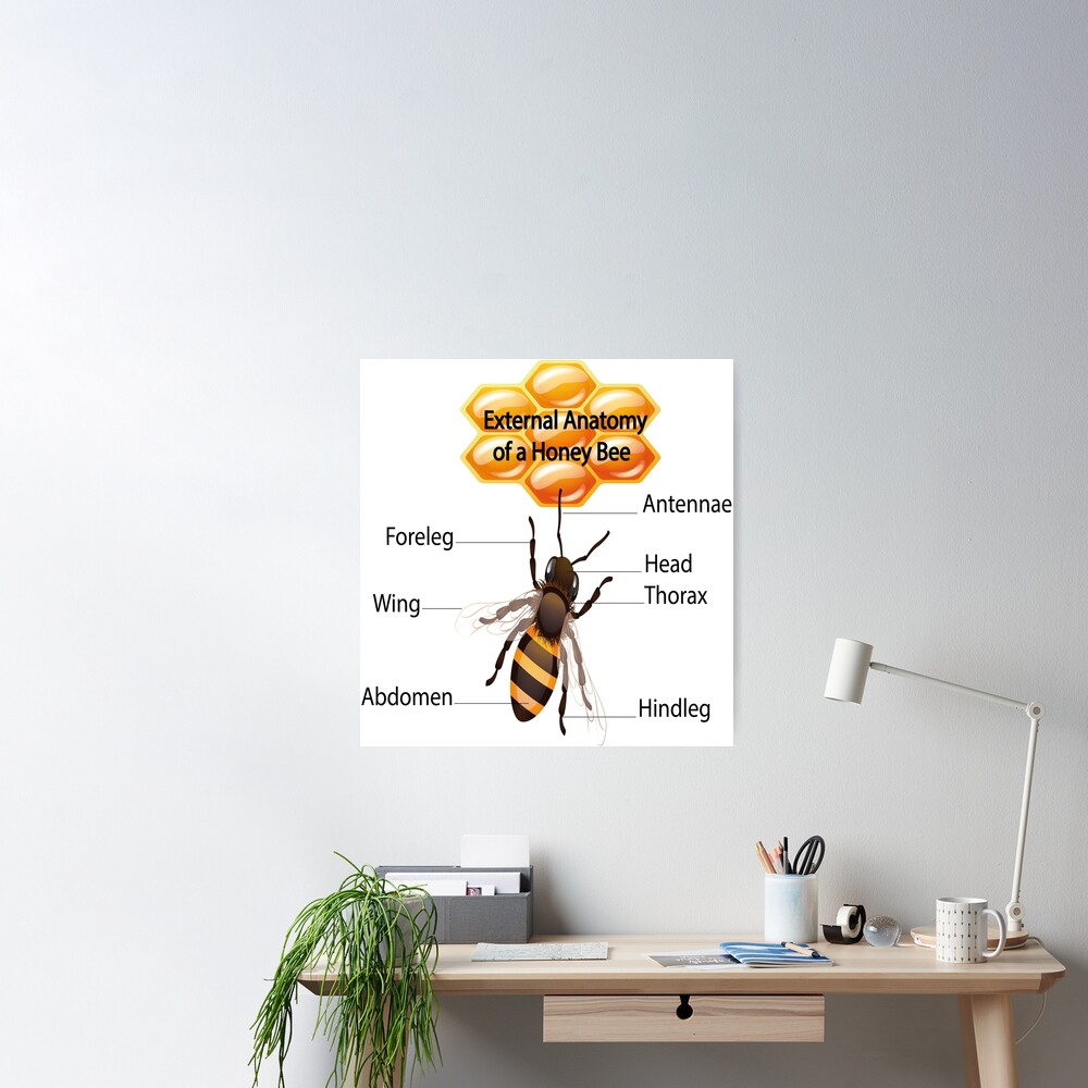 The Stupell Home Decor Collection Anatomy of Honey Bee Pun