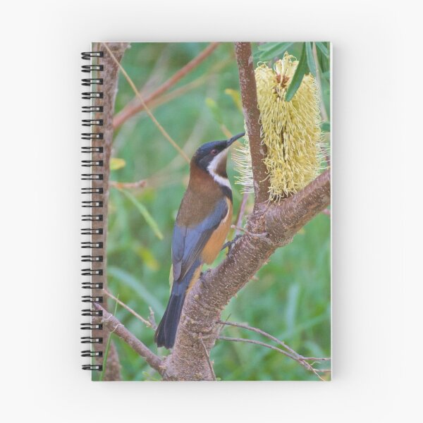Item preview, HONEYEATER ~ Eastern Spinebill pR8asPka by David Irwin designed and sold by tasmanianartist.