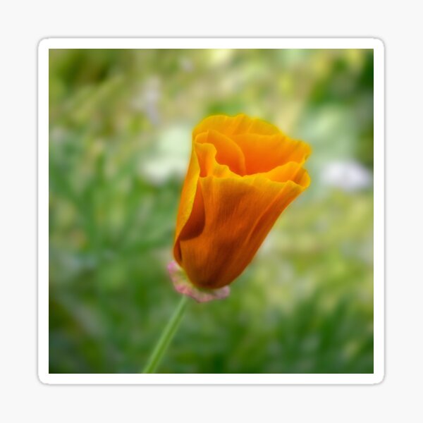 Item preview, California poppy bud (Eschscholzia californica) designed and sold by Art in Nature.