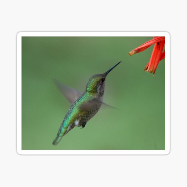 For me New Year means....a lot of hummingbirds Sticker